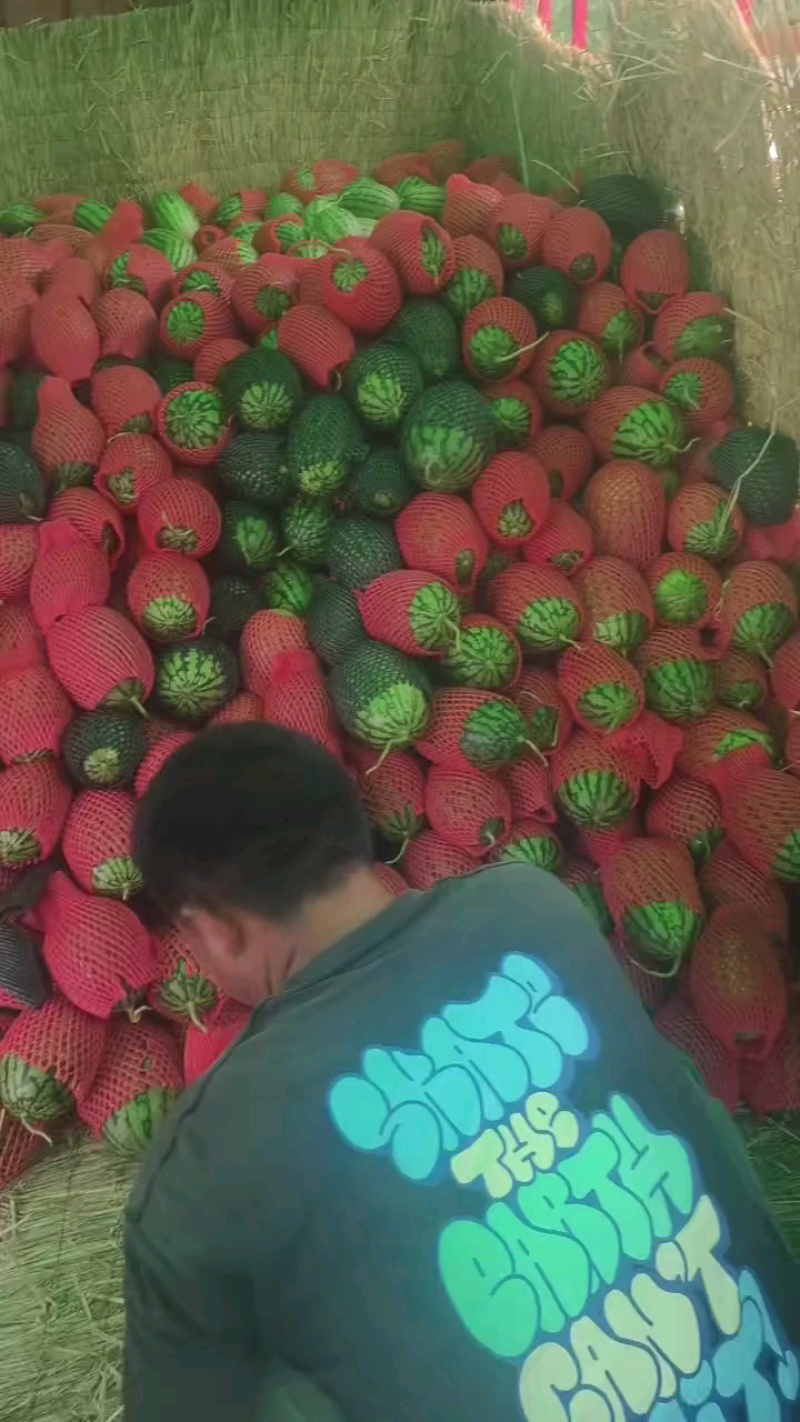 【推荐】砀山西瓜小糖丸西瓜大量上市对接全国市场商超电商