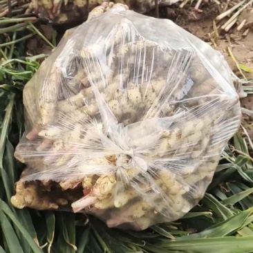 鲜姜山东鲜姜山东生姜生姜批发生姜生姜价格