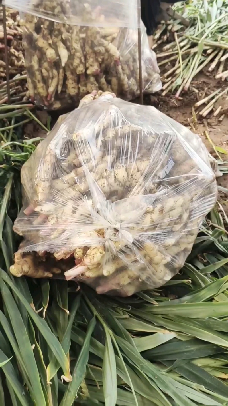 鲜姜山东鲜姜山东生姜生姜批发生姜生姜价格