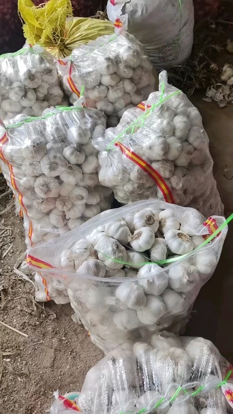 优质山东大蒜产地