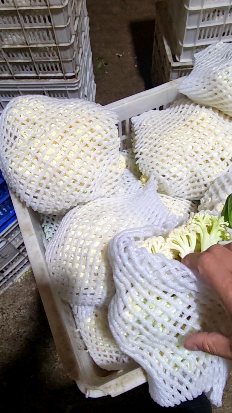 张家口精品有机花菜大量有货供应，青梗白面，全国发货