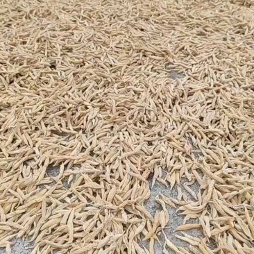 精选麦冬,香味浓郁,品质上乘