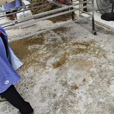 金银花一叶迷/黄金花统货;青色花籽和开花统货20~26