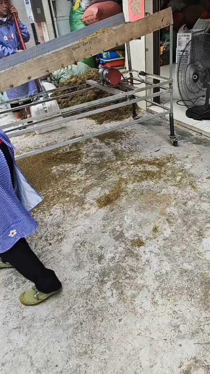 金银花一叶迷/黄金花统货;青色花籽和开花统货20~26