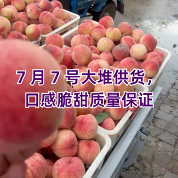 虞成产区，四八油桃，毛桃突围。红不软，北京八号。大量上市