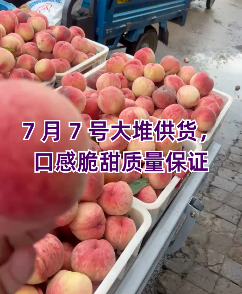 虞成产区，四八油桃，毛桃突围。红不软，北京八号。大量上市