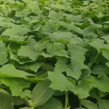 鲜花丝瓜苗嫁接苗直播苗免费技术指导包回收棱角丝瓜苗