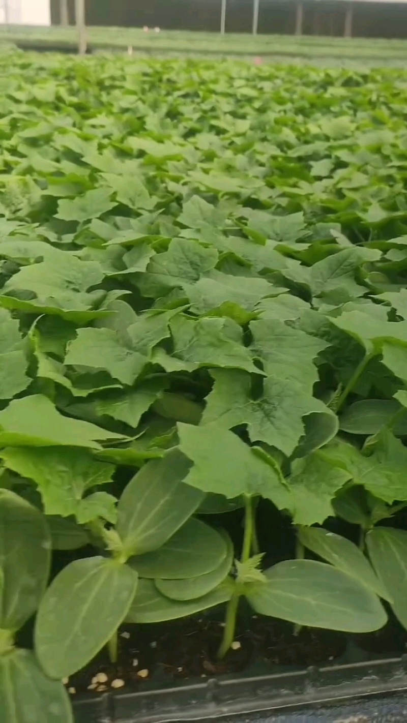 鲜花丝瓜苗嫁接苗直播苗免费技术指导包回收棱角丝瓜苗