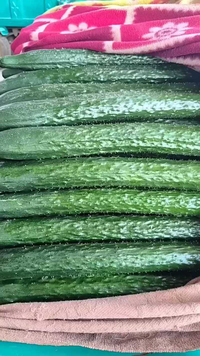 精品密刺黄瓜产地直发品质保证现摘现发干花带刺可视频看货