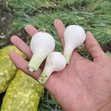 吉林青蒜大量有货保质保量量大从优可对接商超市场