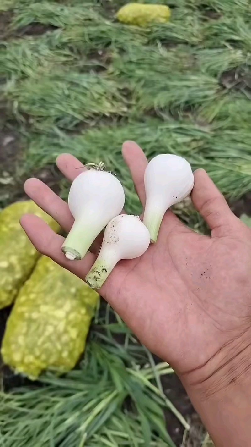 吉林青蒜大量有货保质保量量大从优可对接商超市场
