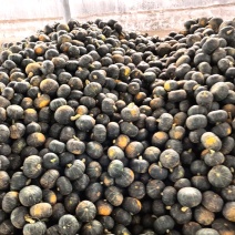 【银栗】河北精品银栗南瓜种植基地新鲜采摘粉糯香甜品质保障