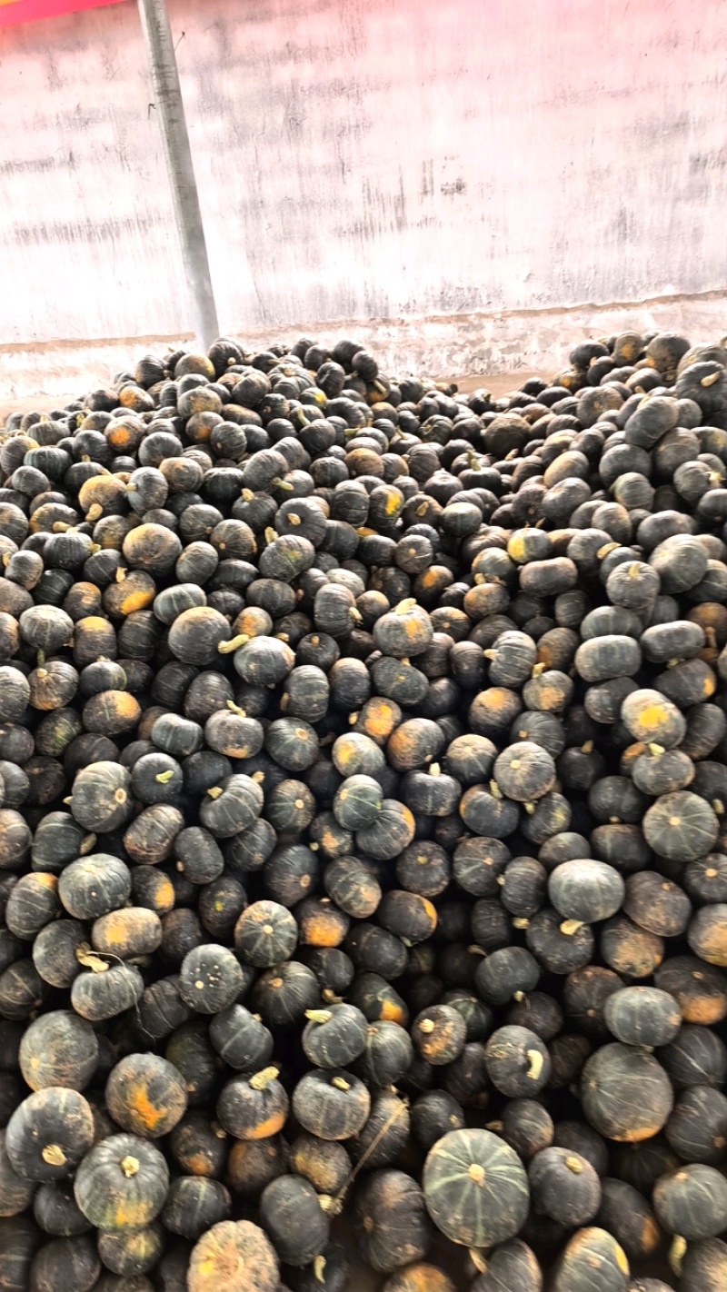 【银栗】河北精品银栗南瓜种植基地新鲜采摘粉糯香甜品质保障