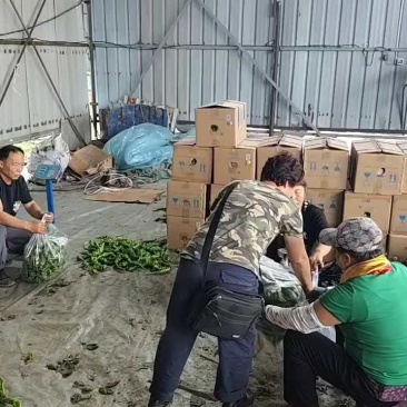 东北辽宁大长剑辣椒尖椒产地直发一手货源价格优惠品质保障