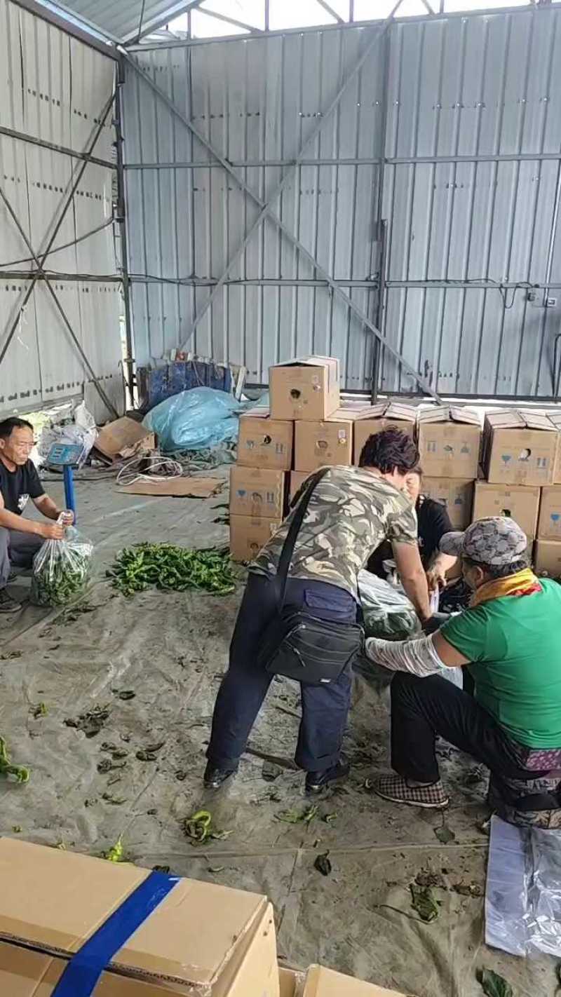 东北辽宁大长剑辣椒尖椒产地直发一手货源价格优惠品质保障