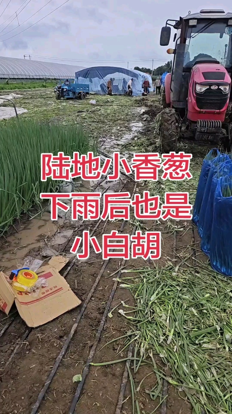 吉林香葱大量供应中，规格齐全品质好量大从优欢迎来电咨询