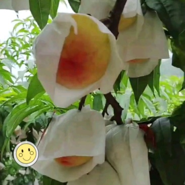 金堂晚湖景正宗金堂晚湖景水蜜桃现货开售，晚熟品种口感完胜