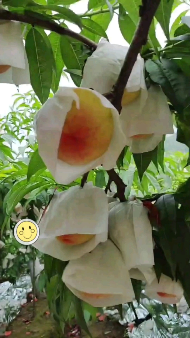 金堂晚湖景正宗金堂晚湖景水蜜桃现货开售，晚熟品种口感完胜