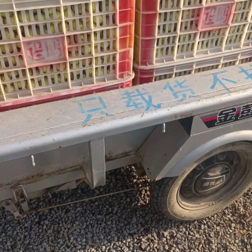 大荔冬枣，一件代发，九九红冬枣种植专业合作社自产自销