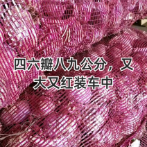 云南紫皮多瓣蒜红皮蒜头2026老品种真红蒜新鲜湿蒜