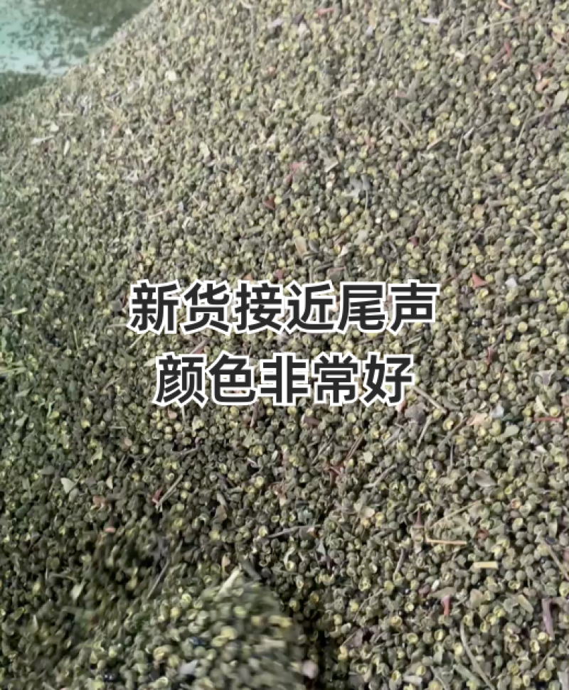 【自家基地直供】精品青花椒/鲜绿麻香/餐饮批发/新货上市