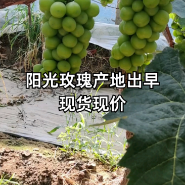 阳光玫瑰葡萄，山东聊城产地，支持各种包装各大平台