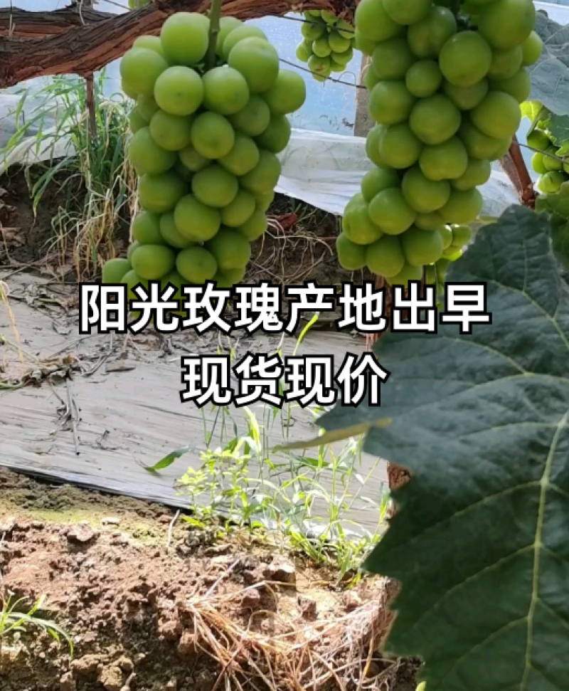 阳光玫瑰葡萄，山东聊城产地，支持各种包装各大平台