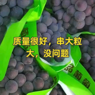 河北葡萄京亚葡萄产地一手货源质量保证量大从优