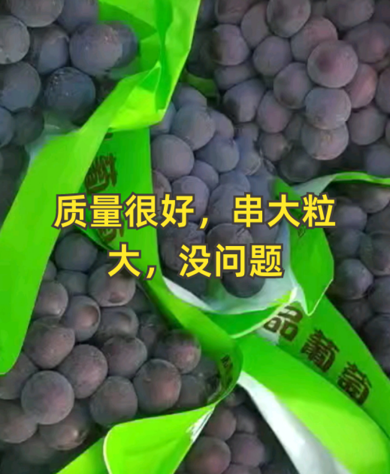 河北葡萄京亚葡萄产地一手货源质量保证量大从优