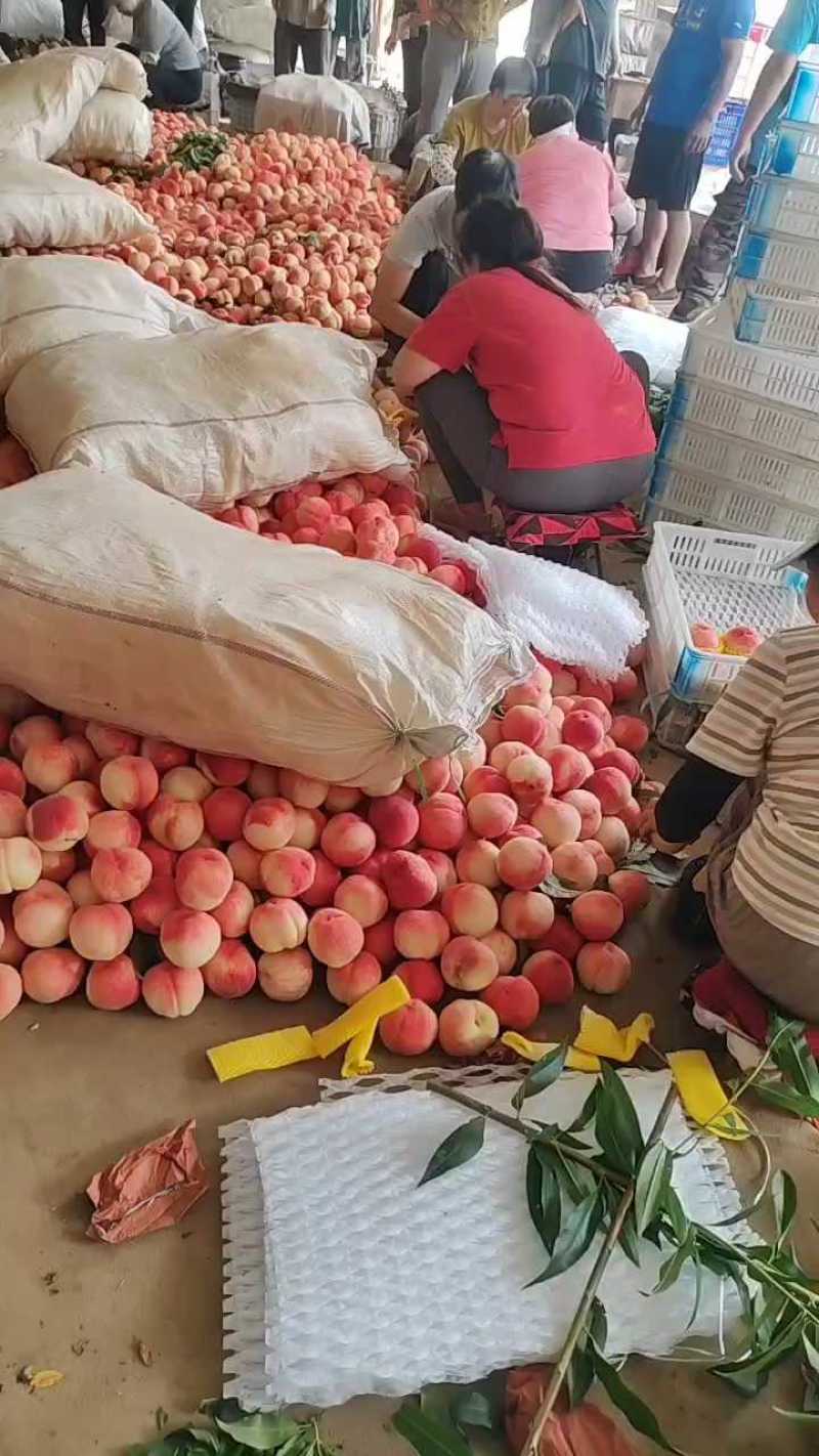 河北保定精品水蜜桃，三万斤分拣打包