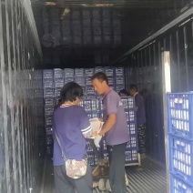 陕西渭南毛桃现摘现发脆甜不软全国代办代收量大价优