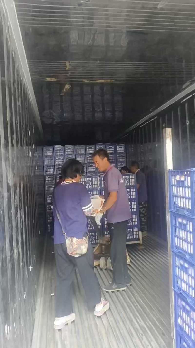 陕西渭南毛桃现摘现发脆甜不软全国代办代收量大价优