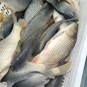 鲤鱼