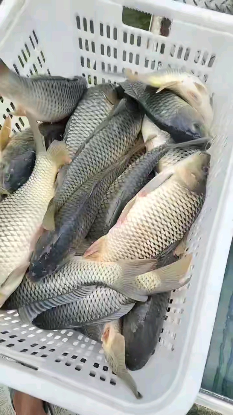 鲤鱼