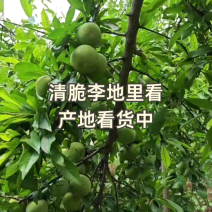 重庆奉节清脆李子大量上市了，品质好，一手货源，千亩李园