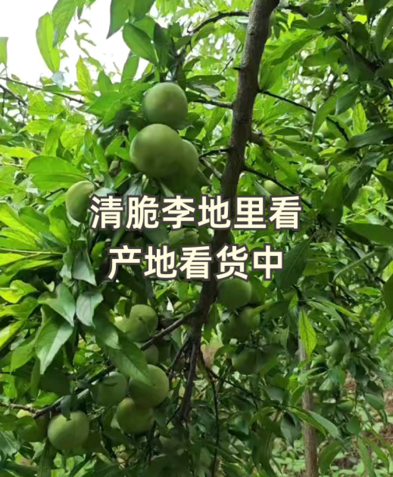 重庆奉节清脆李子大量上市了，品质好，一手货源，千亩李园