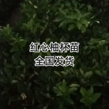 红心柚苗，20公分起，大量有货，自己果苗基地，诚信经营