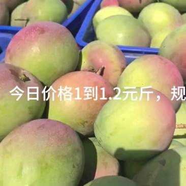 广西百色田阳区苹果芒，热龙，热农芒欢迎对接来电咨询
