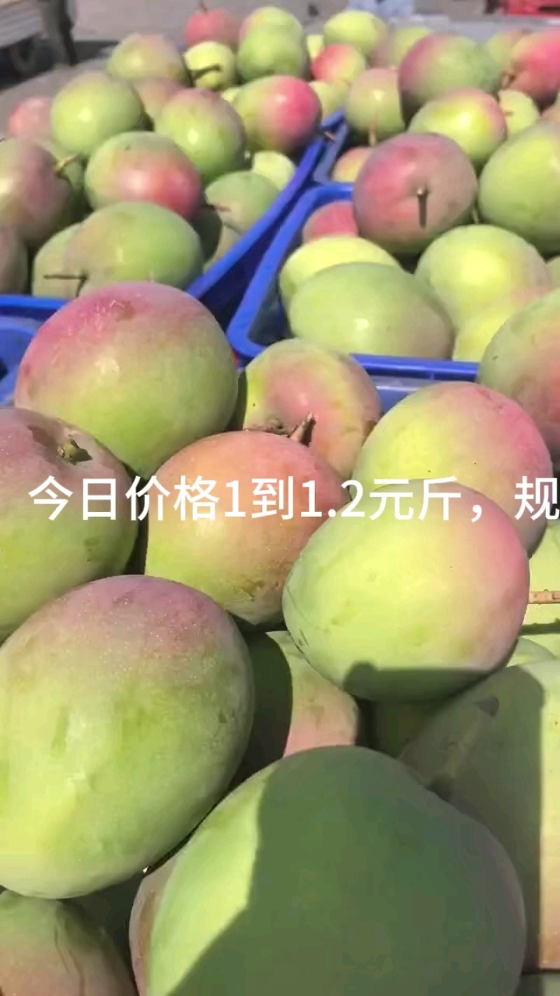 广西百色田阳区苹果芒，热龙，热农芒欢迎对接来电咨询