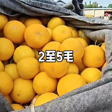 山东莘县“黄河蜜”甜瓜，俗称久红瑞，服务周到产地直采