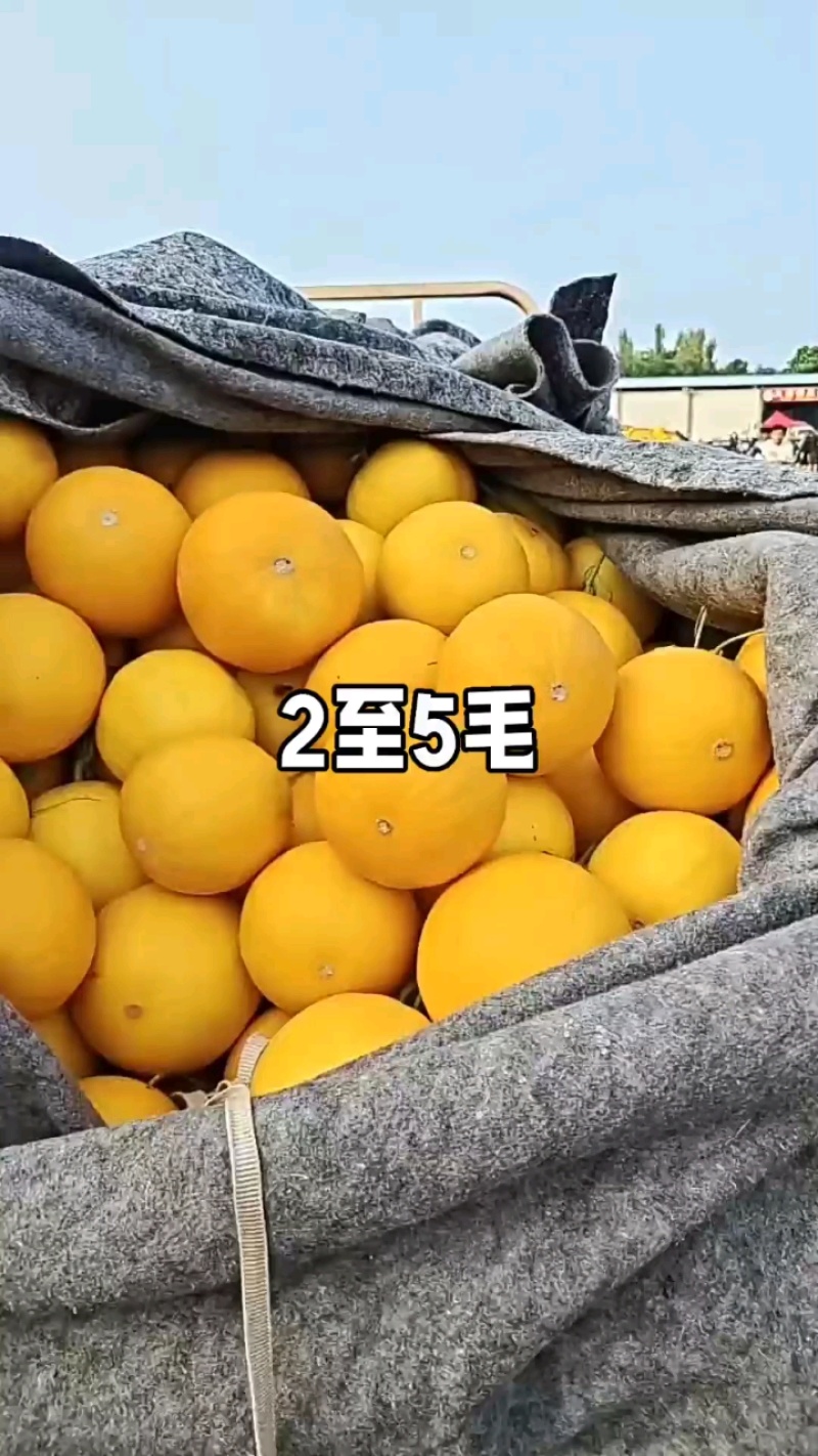 山东莘县“黄河蜜”甜瓜，俗称久红瑞，服务周到产地直采
