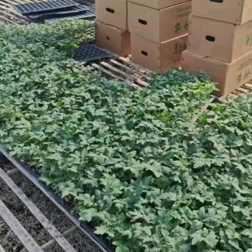 粉果番茄苗,荷兰引进大果型抗线虫抗死棵,抗灰叶斑耐寒性好