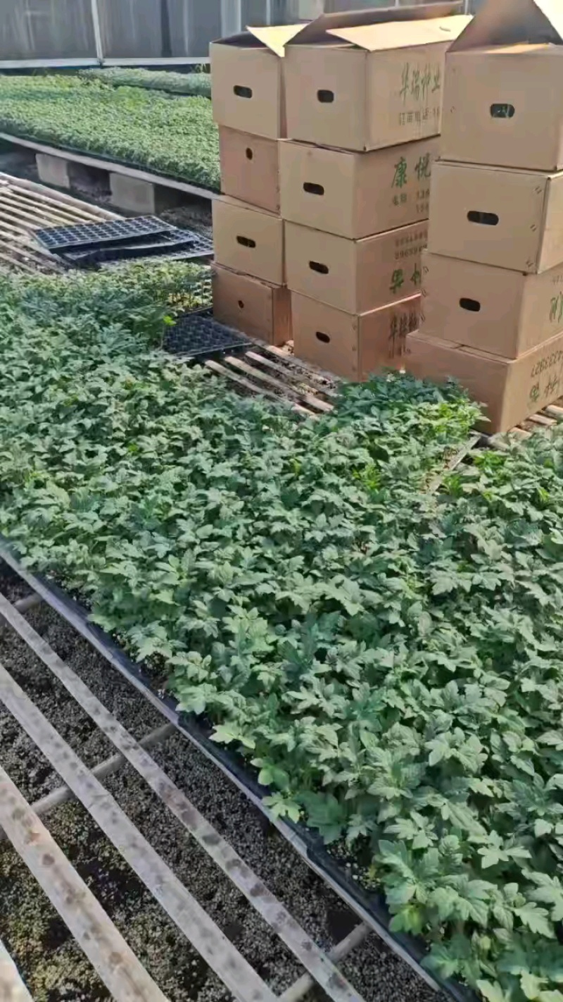 粉果番茄苗，荷兰引进大果型抗线虫抗死棵，抗灰叶斑耐寒性好