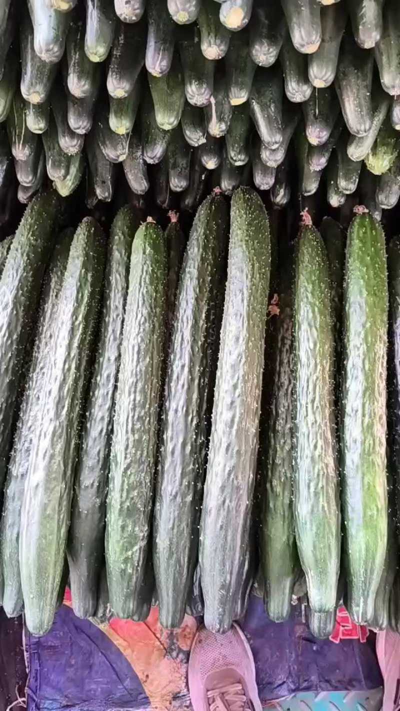 精品密刺黄瓜产地直发品质保证现摘现发干花带刺可视频看货