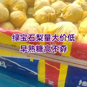 绿宝石梨，山东冠县水果苗木基地绿宝石梨上市