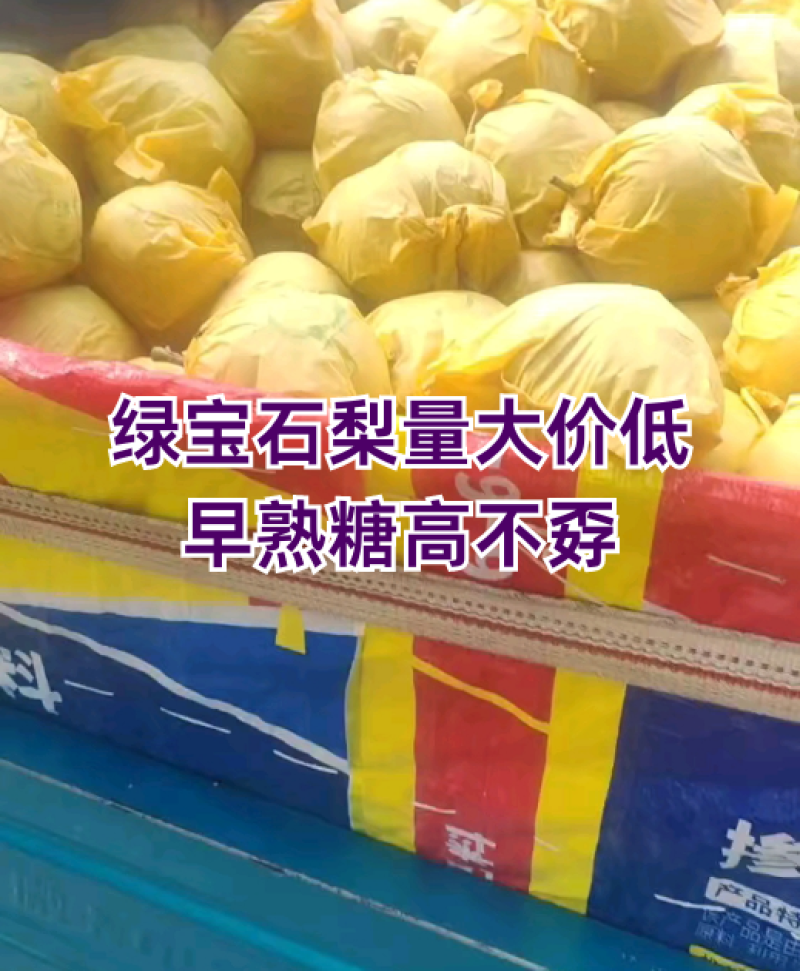 绿宝石梨，山东冠县水果苗木基地绿宝石梨上市