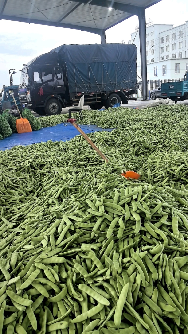 吉林油豆角大量供应，产地直发