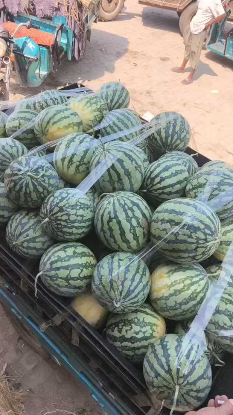 河南有籽美都麒麟，现摘现发货源充足诚信
