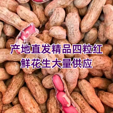 四粒红鲜花生，过筛子手选果，籽粒饱满，超市，市场，电商