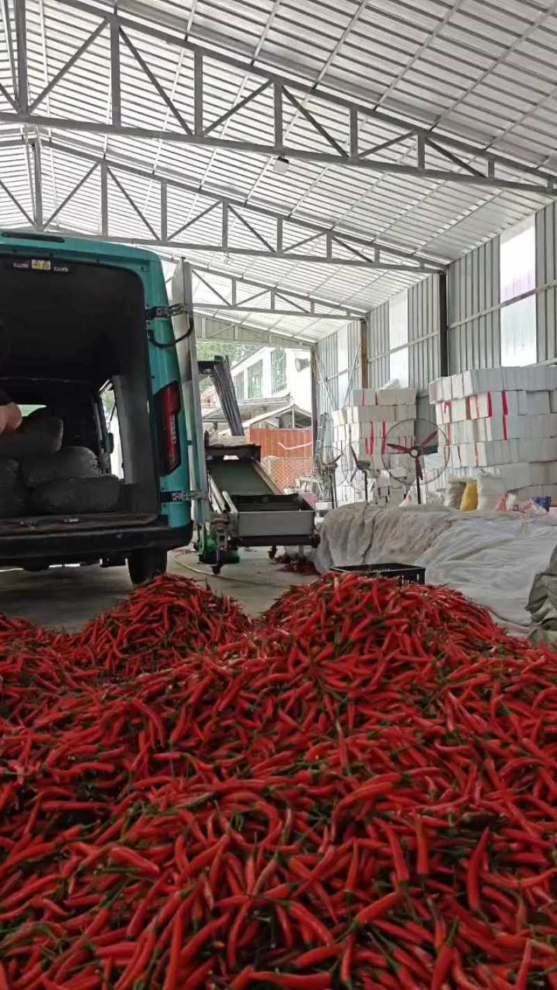 河南商丘小米椒